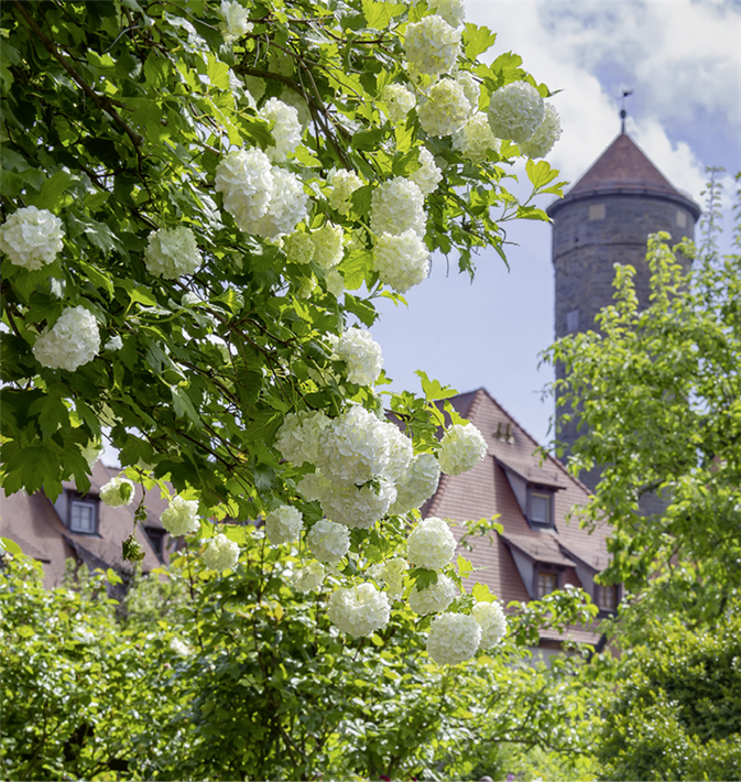 Die „Rothenburger Gartenparadiese sind ein Beispiel gelungener Teilhabe der Bevölkerung. &copy; RTS, Bode 