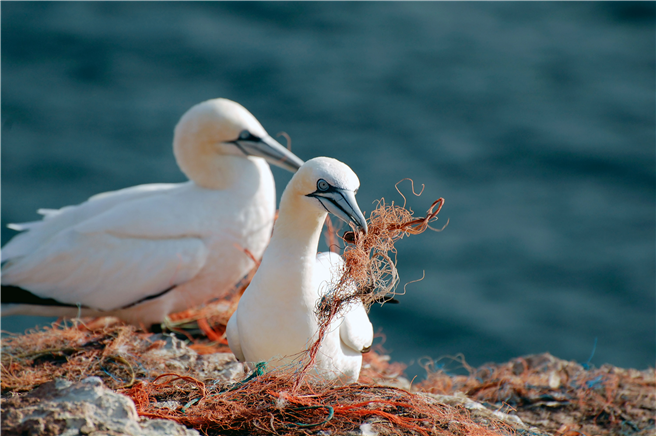 Basierend auf der Analyse von Untersuchungen aus den 1960er-­Jahren zeigt sich, dass Plastik in den Mägen der Seevögel immer häufiger vorkommt. 1960 wurde Plastik in weniger als fünf Prozent der Seevögel nachgewiesen. Bis zum Jahr 2010 ist dieser Wert um 80 Prozent angestiegen. Die Prognose: Bis 2050 könnten 99 Prozent aller Seevögel betroffen sein. © The Ocean Cleanup