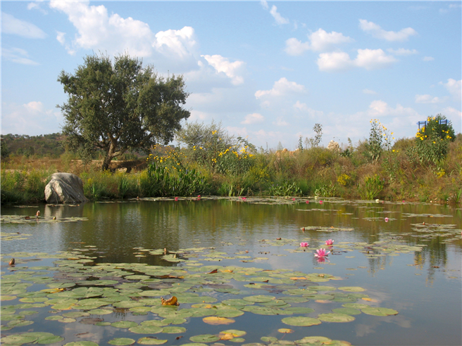 Mit dem Wasser kehr auch das Leben zurück und gewinnt an Vielfalt. © Lilian von Wussow