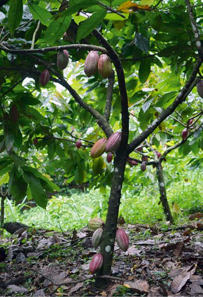Rund 30 Früchte trägt ein Kakaobaum pro Jahr. Genug für 30 Tafeln Schokolade.