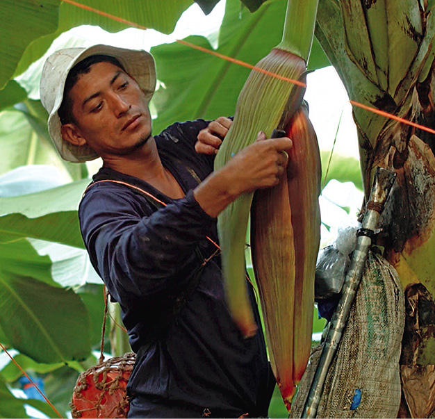 Herausforderung Gesundheit und Fairness: Vom Pestizideinsatz über die Wahrung der Menschenrechte bis hin zur fairen Entlohnung. Die Verantwortung für die Lieferkette und deren Akteure reicht zurück bis in die Bananen- oder Kakaoplantage. © REWE