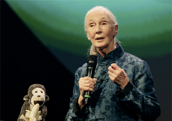Verdiente Ehrenpreisträgerin: Jane Goodall verzaubert auf der Gala des DNP ihre Zuhörer. © Dariusz Misztal