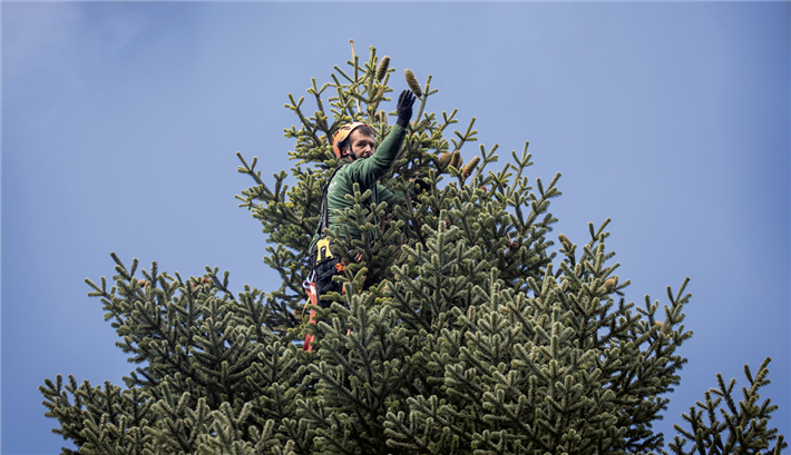 Während der Erntezeit klettern Pflücker auf 30 bis 40 Meter Höhe in die Bäume und sammeln die Zapfen. © toom