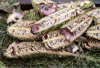 Etwa 80 Prozent aller Samen, die zur Aufzucht der beliebten Nordmanntanne benötigt werden, stammen aus der Region Racha © toom