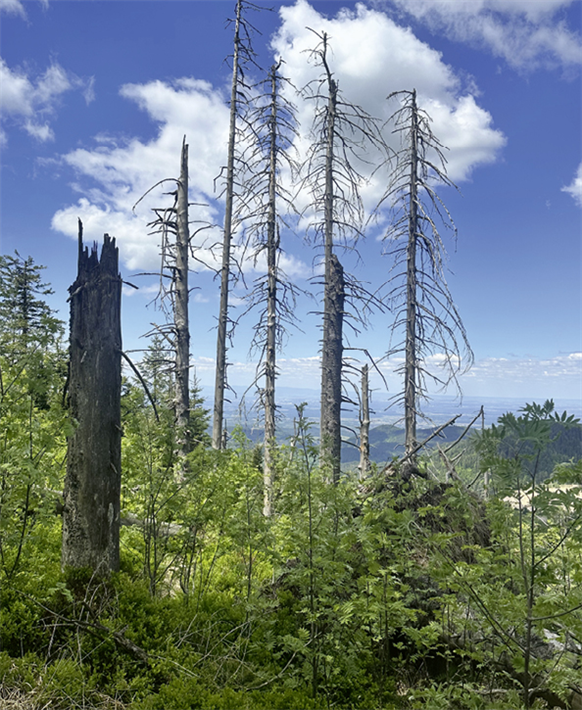 In vielen Gegenden ist der Wald in einem erbärmlichen Zustand. Auch der Schwarzwald wird davon nicht verschont. &copy; Fritz Lietsch 