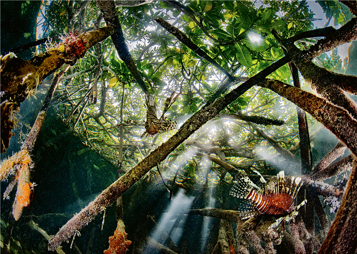 Mangrovenwälder sind unverzichtbare Ökosysteme für Flora, Fauna und Küstenschutz. &copy; Lorenzo Mittiga/ Ocean Image Bank