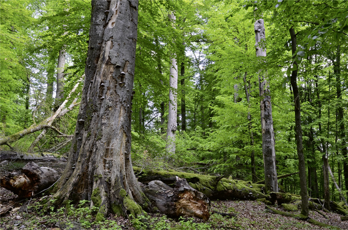 Große, zusammenhängende Waldflächen mir alten Bäumen, Totholz und natürlichen Zerfallsphasen haben eine hohe Biodiversität und stellen einen großen Kohlenstoffspeicher dar. © Rainer Kant