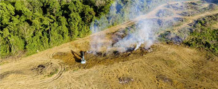 Rodung von Primärwald, um auf den Flächen Agrarrohstoffe anzubauen, trägt zum Verfall von Ökosystemen bei. © 123rf.com/whitcomberd