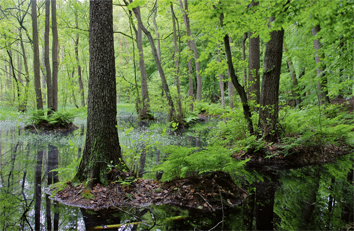 Wasserreiche Wälder sind mit ihrer hohen Wasserdampfbildung wichtig für die Regenbildung auf dem Land. Sie gleichen Temperaturextreme wirksam aus und kühlen sich selbst und die umgebende Landschaft. © Rainer Kant