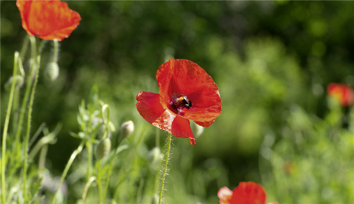 Beim Erhalt der Ackerwildflora kommt dem Ökolandbau eine bedeutende Rolle zu. © NABU / Thomas Dröse