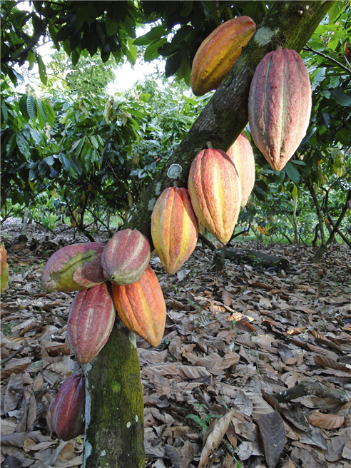 Die Kooperation mit Cémoi ermöglicht es Ritter Sport, die Herkunft des Kakaos bis zur Erzeugerorganisation zurückzuverfolgen Foto: Ritter Sport