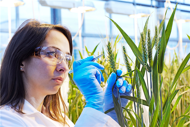 An Grants4Traits können sich Forscher weltweit beteiligen, die an Pflanzeneigenschaften arbeiten, die zur Ertragssteigerung bei Nutzpflanzen beitragen Foto: Bayer AG