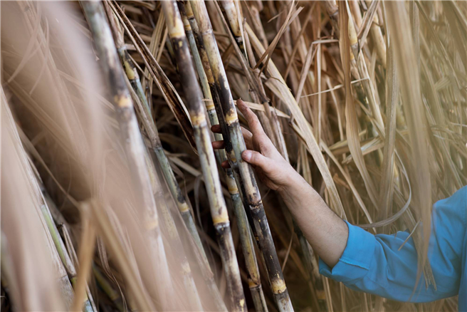 In einem ersten Projekt werden Bayer und Solidaridad Zuckerrohr-Anbauer in Mexiko unterstützen. © Bayer AG