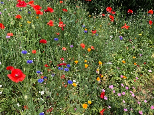 Eine der vielen Blumeninseln im Westerwald als Ergebnis der Blumensamen-Mischung. © Rolf Koch