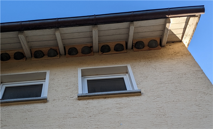 Unter ausreichendem Dachüberstand warten die Nisthilfen für Schwalben an der Fassade des Rathauses von Schiesheim. © Felix Schön 