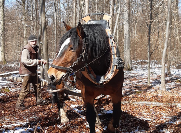 Martin Janner arbeitet mit seinem Rückepferd Magnus im Wald. © privat 