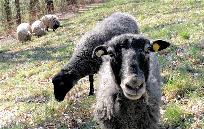 Mit der Beweidung durch Schafe wurden auf Streuobstwiesen bereits sehr gute Erfahrungen gemacht. Jetzt sollen die Tiere auch Flächen innerhalb der Stadt Neuwied verbessern – im Sinne des Artenschutzes. © Servicebetriebe Neuwied 