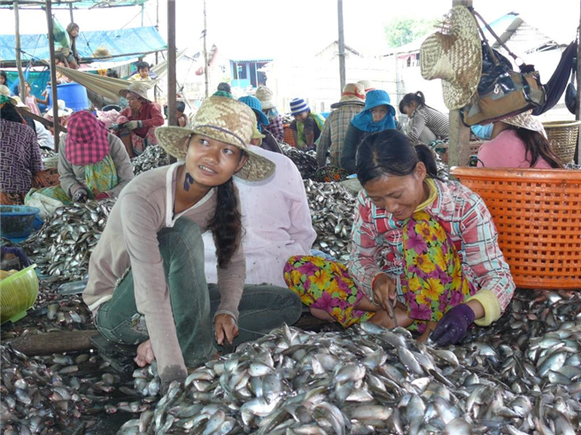 Fischverarbeitung am Tonle Sap See. Foto: GNF