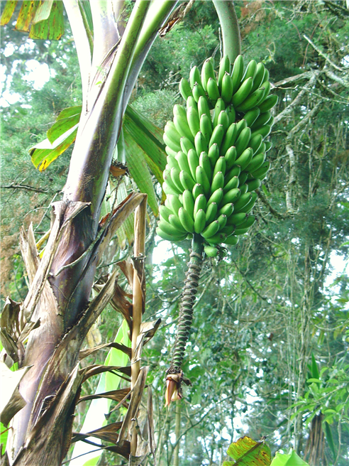  HiPP Bio-Bananen wachsen auf ganz natürliche Weise mitten im Hochlanddschungel heran. Foto: HiPP