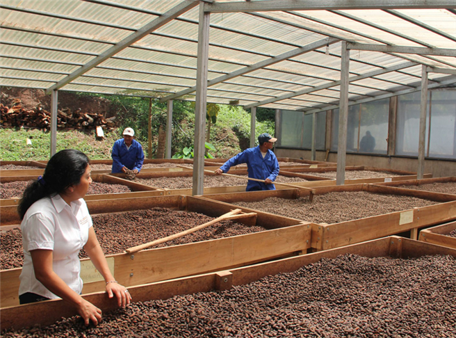 Cacao-Nica Partner bei der Trocknung des nicaraguanischen Edelkakaos. © Ritter Sport