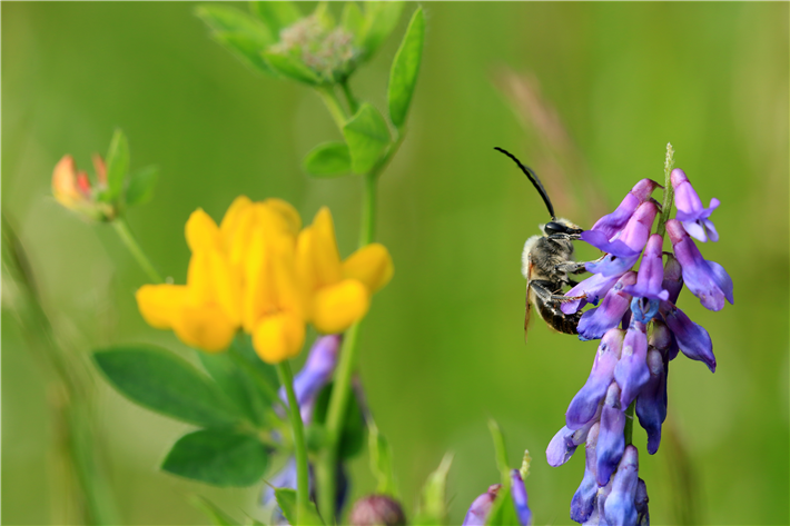 Neue DINA-Studie zeigt: aktuell keine Erholung der Insekten-Biomassen feststellbar, © Adobe Stock 