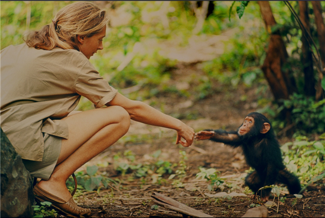 Auf Augenhöhe mit Tieren: Im Wettbewerb wird u.a. die Dokumentation „Jane' eine Hommage an die berühmte Schimpansenforscherin Jane Goodall gezeigt. © NaturVision, Jane