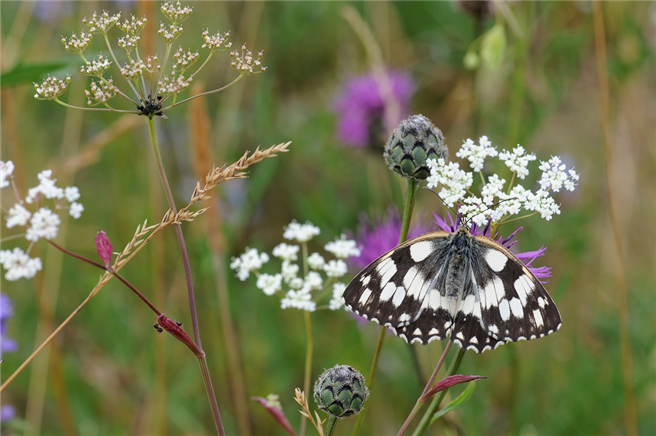 Der Schachbrettfalter ist Schmetterling des Jahres 2019. Er braucht als Lebensraum blütenreiche Wiesen auf nährstoffarmen Standorten. © Dr. Eberhard Pfeuffer / LBV Bildarchiv