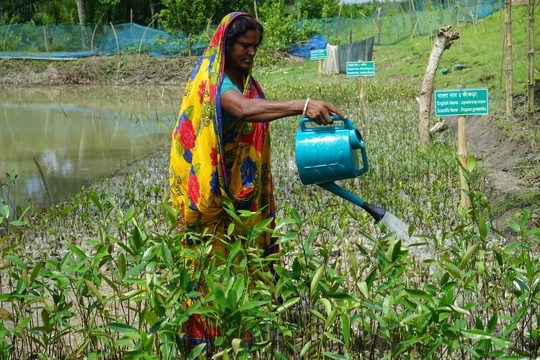Die Mitarbeiterin einer Baumschule in Bangladesch spendiert jungen Mangrovenpflanzen eine Erfrischung: Aufforstungsmaßnahme im Rahmen von SAIME, dem GNF-Projekt für nachhaltige Garnelen-Aquakultur. © BEDS