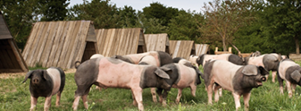 Schwäbisch-Hällische Schweine liefern hochwertige, biologische Lebensmittel © DENKmal-Film Verhaag GmbH