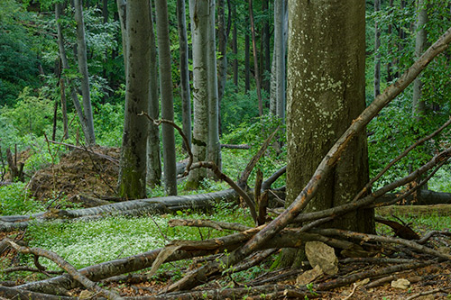 Alte, naturnahe Wälder sind rar geworden in Europa. Dabei sind sie Horte der Artenvielfalt und spielen eine fundamentale Rolle im Kampf gegen die Klimaerhitzung. © Matthias Schickhofer