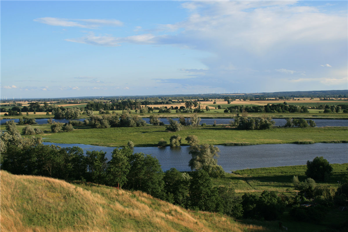 Die Oder ist einer der letzten naturnahen Flüsse in Mitteleuropa. Viele seltene Tier- und Pflanzenarten leben im Fluss oder an seinen Ufern. © Sascha Maier/BUND