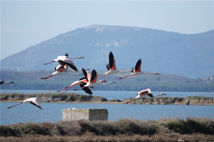 Für Flamingos ist die Narta-Lagune ein hervorragender Lebensraum. © PPNEA