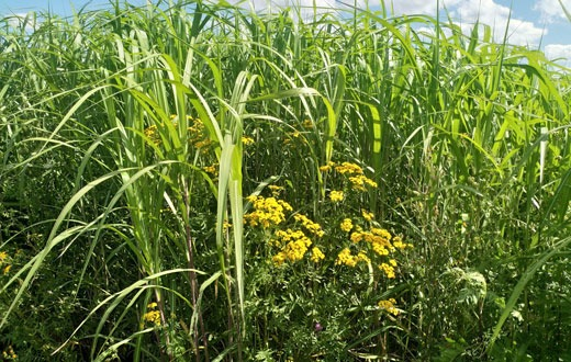 Wildblumen-Mischungen für die Bioenergie: Miscanthus und Rainfarn auf dem Goldenen Acker der Universität Hohenheim © Universität Hohenheim / Moritz von Cossel