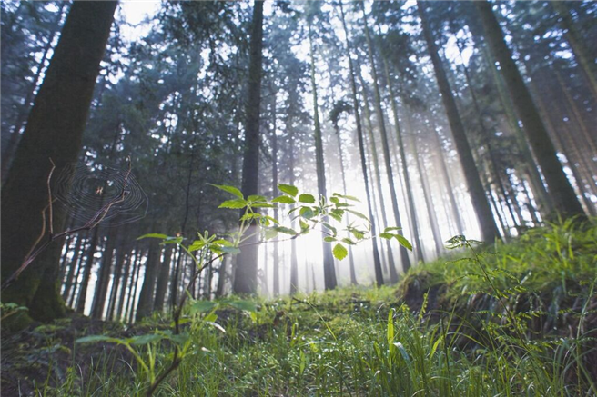 Nachhaltige Waldbewirtschaftung kann ein Schlüssel zur Abschwächung des Klimawandels sein. © PEFC Deutschland