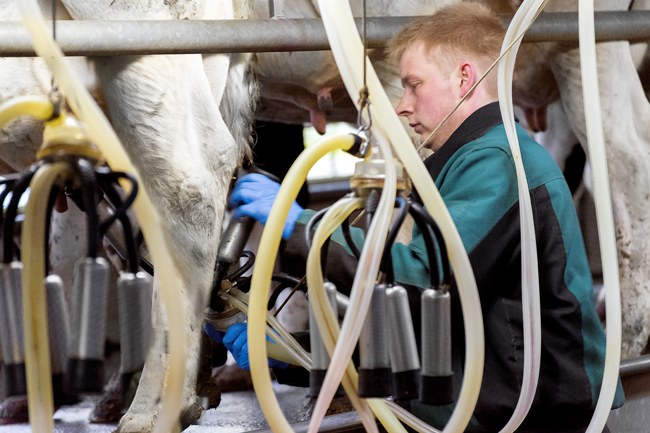 Die IoT-Lösung überwacht das Kalben der Kühe zuverlässig - das ist essentiell für die Milchproduktion. Foto: Microsoft