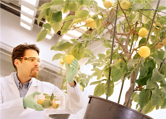 Auf der Suche nach neuen Lösungen für die Landwirtschaft: Bayer-Experte Dr. Robin Sur wählt Zitrusfrüchte für eine Stoffwechselstudie aus. © Bayer AG