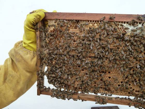 Bienen gehören zu den besten Botschafterinnen für die Bedeutung der biologischen Vielfalt. © 'Biodiversity in Good Company' Initiative e. V.