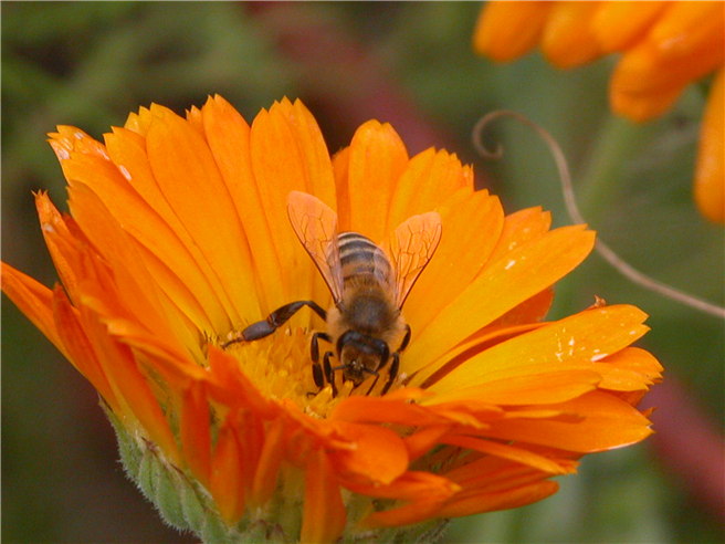 Eine Biene auf einer Ringelblume. © Mellifera e. V