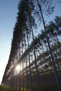 Eukalyptusplantagen - So wenig idyllisch kann Wald aussehen. © Joost Bakker
