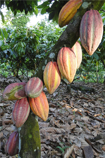 Klares Ziel: Bis 2025 wird der gesamte Kakao für Ritter Sport Schokolade aus nachhaltigem Anbau stammen. © Alfred Ritter GmbH & Co. KG 