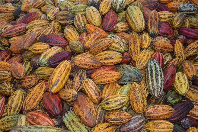Eine Kakaofrucht enthält rund 50 Bohnen. Genug für eine 100 Gramm Tafel Schokolade. © Alfred Ritter GmbH & Co. KG
