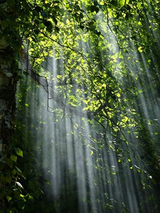 Vom Wald in die Welt - Nachhaltigkeit geht jeden etwas an. © pixabay.com