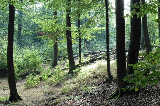 Buchen brauchen wie alle Waldbäume einen vitalen Boden und ein starkes Wurzelwerk, um den Umwelteinflüssen gewachsen zu sein. Das natürliche und effektivste Vorbeuge- und Heilmittel gegen die Übersäuerung der Waldböden ist kohlensaurer Magnesiumkalk. Foto: DHG