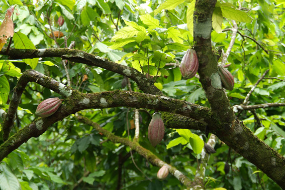 Anspruchsvoll: Kakao gedeiht nur unter bestimmten klimatischen Bedingungen rund um den Äquator – meist in Entwicklungsländern. Foto: Ritter Sport.