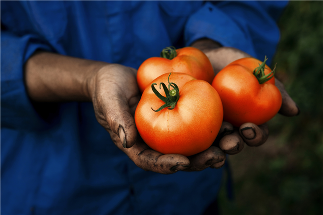 2016 werden ausgewählte Tomaten-, Peperoni- und Zwiebelsorten erprobt. Foto: Bayer.
