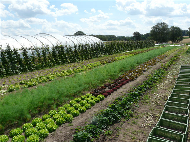 Um die Felder und Gemüsebeete kümmern sich professionelle Landwirte und Gartenbauer im Auftrag der vielen verschiedenen Mitglieder. Foto: Hof Pente