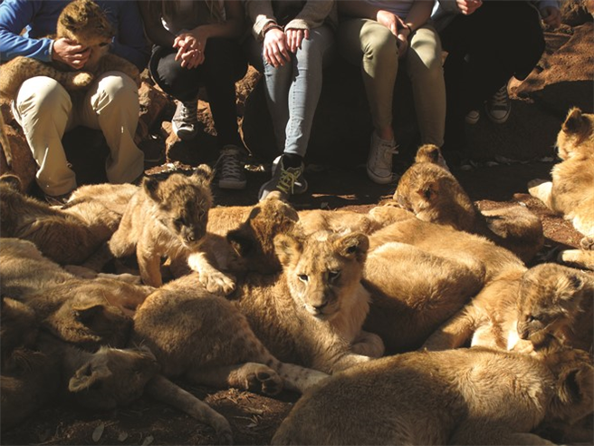 Freiwillige mit Löwenjungen © Ian Michler