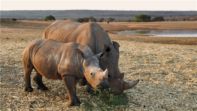 Die Netzdokumentation befasst sich mit dem drohenden Aussterben der Nashörner in Afrika. Foto: pixabay.com
