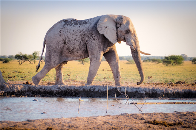 Öko-Tourismus kann diverse positive Veränderungen mit sich bringen, u.a. dass im KAZA-Gebiet immer weniger Wilderer auf Elfenbeinjagd gehen. © pixabay.com