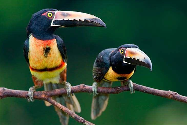 Entdecken Sie die artenreiche Tierwelt von Costa Rica mit Fairaway. Foto: Fairaway Travel GmbH